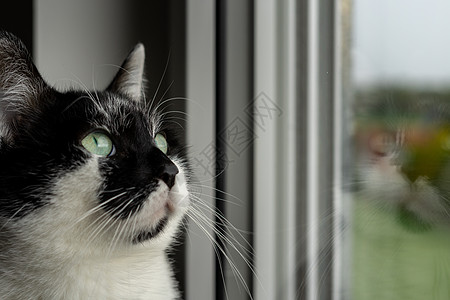 女性黑白小猫闭上脸 站在窗子上眼睛宠物虎斑牧歌猫咪说谎篮子动物短发猫科图片