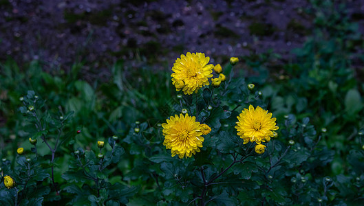 花床上有三朵黄色的阿斯特花花瓣高山菊科植物植物群星草岩石生长植物学季节图片