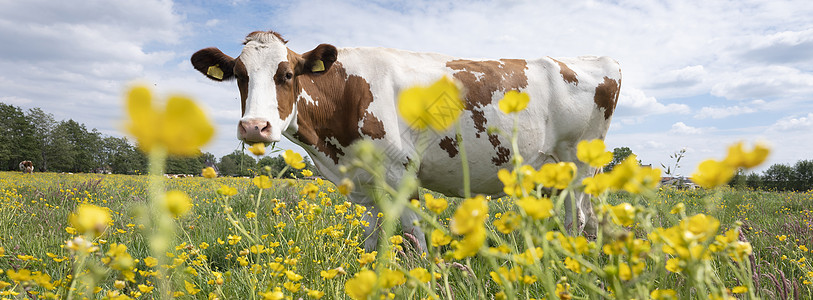 在草地的红白斑牛和黄黄奶油花农田草原皮革国家农场农村牛肉毛皮奶制品牧场图片