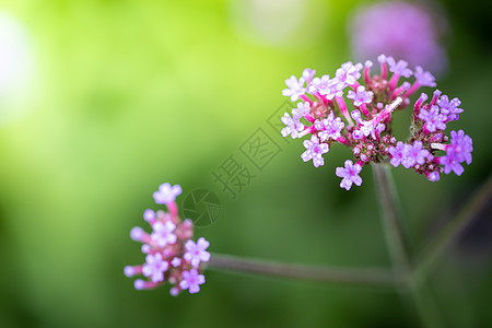 五颜六色的花的背景图片花瓣粉色植物群生长紫色季节花束植物宏观背景图片