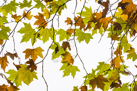 秋秋和秋叶树林背景花园黄叶植物群梧桐木灌木丛橙子天空梧桐树叶植物图片