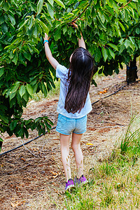 澳洲树上新鲜樱桃水果采摘食物孩子女性享受生长水平饮食叶子图片