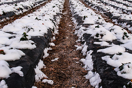 雪落在草莓上 草莓行上的雪覆盖着黑色塑料箔 行间空间覆盖着稻草农场覆盖物种植园植物学植物水果生长栽培农村生产图片