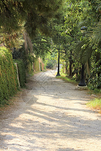 在叶勒谢的一个果园中 有棕榈树之间的道路阳光场景旅行树林天堂植物公园花园棕榈干旱图片