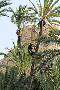 人在埃尔切的棕榈树上攀爬和修剪树木花园园艺棕榈专家绿化工作码头弯刀刀刃叶子图片