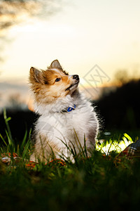坐在白色背景的雪特兰牧羊犬阳光旅行森林小狗动物日落家庭橙子太阳季节图片