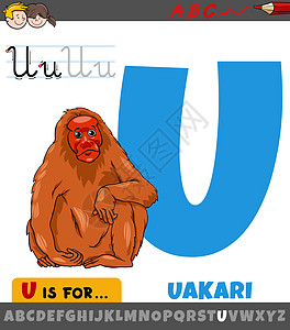 字母 U U 用卡通 uakari 动物图片