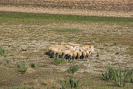 在田里的羊群羊肉草原环境风景牧场农村季节母羊日落草地图片