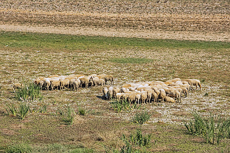 在田里的羊群农场爬坡风景动物哺乳动物牧场农村高地家畜森林图片