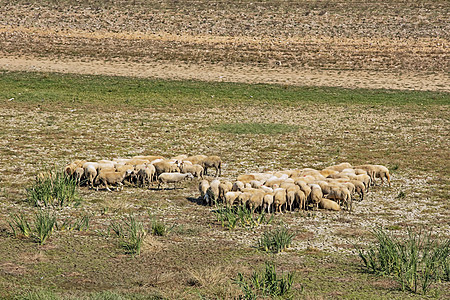 在田里的羊群高地森林农村季节家畜天空哺乳动物动物羊毛爬坡图片