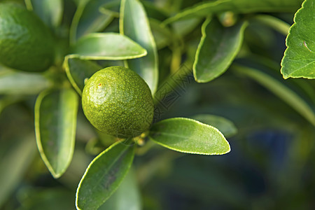 天然的Kumquat水果和绿叶椭圆形果园食物橙色植物热带叶子营养橙子异国图片