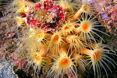 西班牙自然公园多样性生物学潜水动物学珊瑚息肉海洋荒野潜艇脊椎动物图片