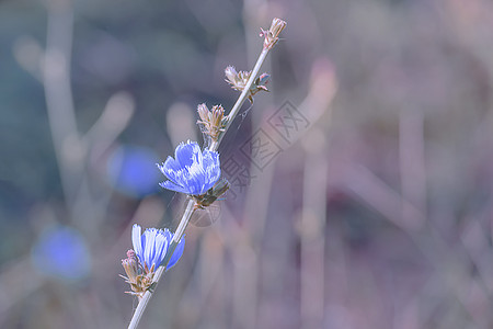 模糊背景的花朵 夏天 缝合图片