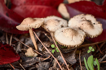 森林中的小型野生采矿活动生物红色植物宏观菌类毒蘑菇生长阳伞棕色白色背景图片