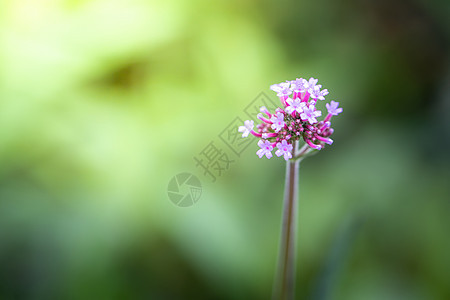 五颜六色的花的背景图片植物群紫色花瓣植物宏观季节生长粉色花束背景图片