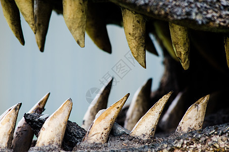 鳄鱼牙缝合食肉热带生物颅骨野生动物动物丛林猎人两栖犬类图片