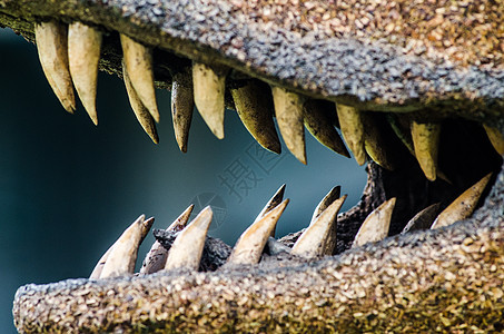 鳄鱼牙缝合动物园食肉动物危险热带皮革生物野生动物爬虫捕食者图片