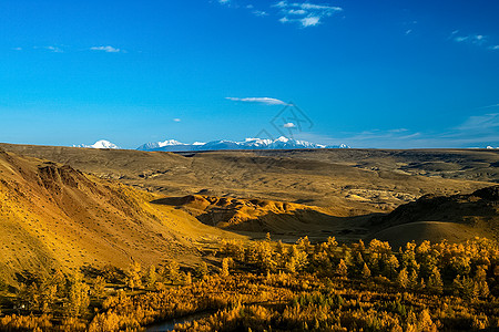 阿尔泰山和两山之间的峡谷的自然景观 以及那座山的景象活动岩石树木山沟针叶山腰风景生态晴天石头图片