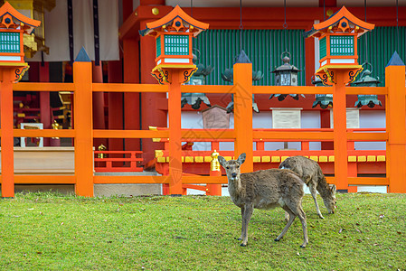 日本奈拉市的鹿花园城市寺庙文化游客野生动物历史性世界吸引力旅游图片