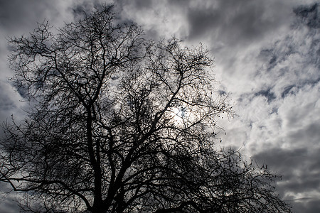 剪影树和戏剧性的天空 多云的天空背光树 在阳光明媚的日子里 天空布满了云彩 大背光树 本质上的树图片