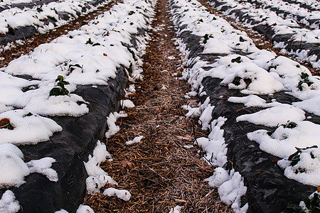 雪落在草莓上 草莓行上的雪覆盖着黑色塑料箔 行间空间覆盖着稻草农业植物学场地生产种植园水果浆果地面农场栽培图片