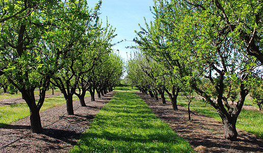 草地音樂節在杏仁开花前的春天有果园 在两排杏树之间 专业传统杏仁果园背景