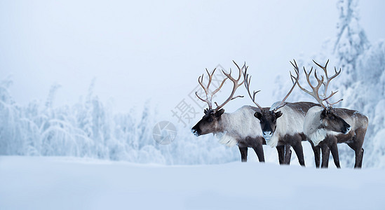 冬季森林中的大雄鹿季节骑术卡片野生动物场景哺乳动物男性雪花荒野树木图片