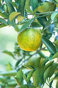 橙色的树上的橘子红橘仁柑橘种植园阳光食物叶子晴天农场果园森林生长果汁图片