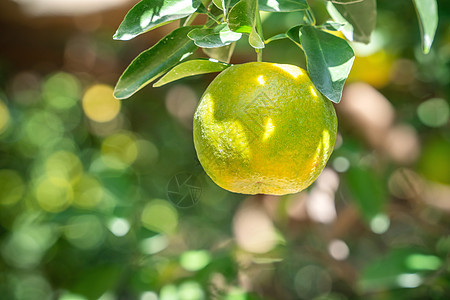 橙色的树上的橘子红橘仁柑橘森林果汁生长果园橙子叶子食物水果晴天收成图片