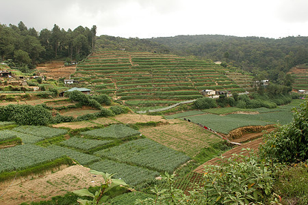 斯里兰卡茶叶种植园 有梯田的茶叶灌木丛山旅行场地叶子植物绿色爬坡热带农场农业商业图片