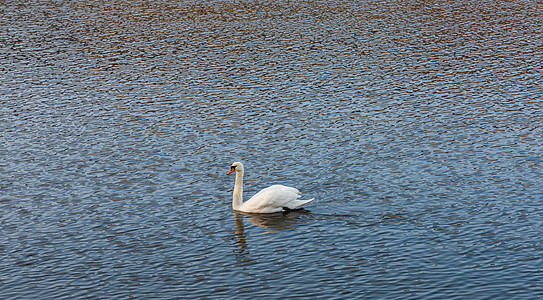 大白天鹅在河上游泳天鹅大天鹅白天鹅边界羽毛荒野蓝色野生动物动物国界图片