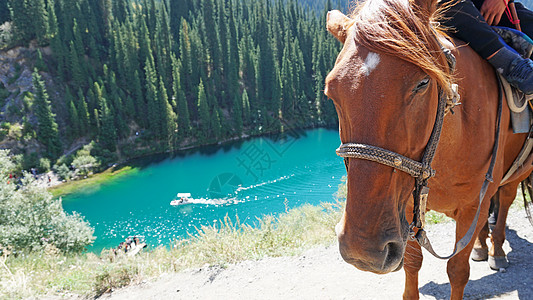 马在山湖的背面 山湖牛仔松树尾巴马雷旅行牧场游客旅游头发马术图片