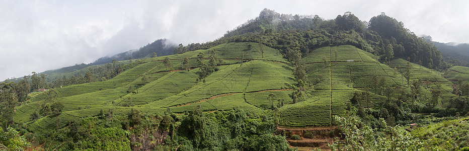 斯里兰卡努瓦拉埃利亚爱丁堡茶叶种植园财产旅行栽培场景国家场地叶子风景农田热带图片