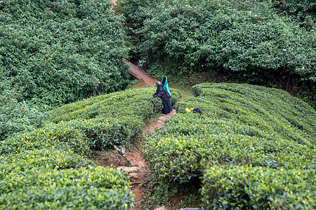 斯里兰卡茶叶种植园工人女士高地文化女性植物花园商业采摘村庄叶子图片