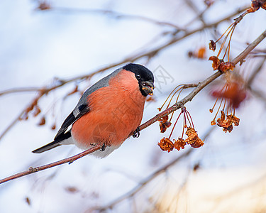 鸟儿坐在树枝上动物野生动物羽毛主教红色荒野季节红衣红胸鸟类图片