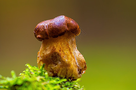 多色秋林中的真菌很好吃厨房森林苔藓美味荒野收成团体美食生长食物图片