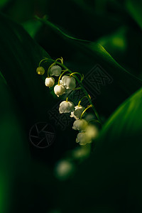 林中山谷的百合花花束林地香味植物荒野叶子香水花头百合植物群图片