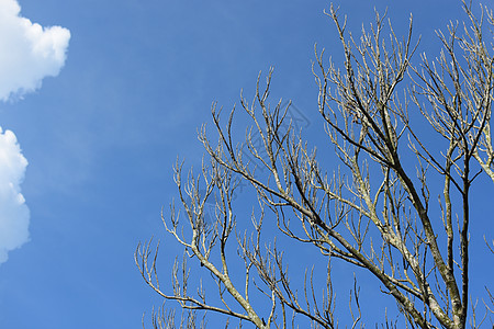 天空背景下的干形树枝图片