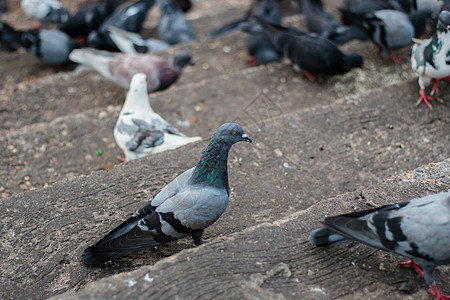 在泰国公园街道等候食物的鸽子 泰国野生动物自然翅膀眼睛灰色动物羽毛鸟类城市自由图片