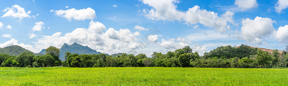 青草田地剂蓝色天空的全景景观阳光地平线农场森林草原国家天气场地公园晴天图片