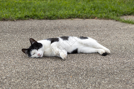 一只猫坐在地上动物哺乳动物宠物毛皮白色猫咪猫科眼睛黑色街道图片