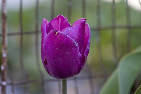 单一紫色郁金花背景图片
