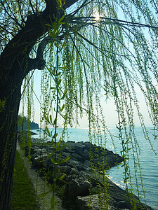 夏天湖岸的巫婆柳树图片