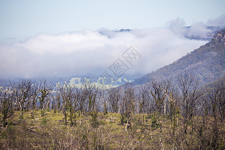 澳大利亚地区丛林大火后森林再生谷的低云农业绿色树木爬坡风景棕色叶子白色衬套农场图片