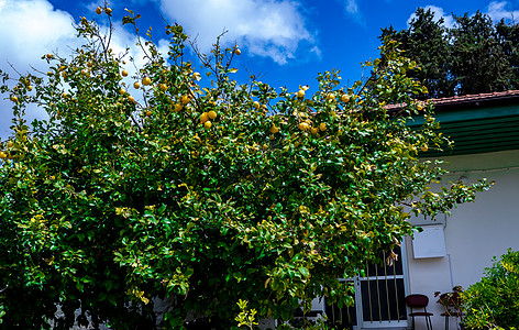 塞浦路斯岛屿的吸引性物叶子植物枝条环境橙子树叶营养花园收成农业图片