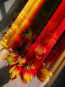 红色和黄色郁金香大花束 运动效果图片