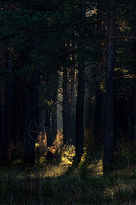 阴暗的森林的阴影 黑暗的树木中的阳光植物荒野木头国家林地松果苔藓日落薄雾季节图片