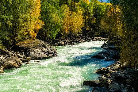山区河流流过岩石 河流是阿尔泰河 大自然是阿尔泰旅行旅游河床叶子天空晴天急流石头和平流动图片