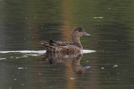 湖水中一只灰鸭 在水面上反射动物野生动物水禽男性墙纸鸟类荒野羽毛水鸟图片