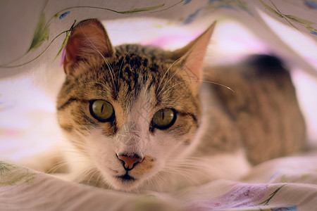 绿眼睛的迷人小猫 盯着镜头 床单下面看得非常尖锐行为虎斑动物隐藏猎人说谎感官毯子捕食者宠物图片